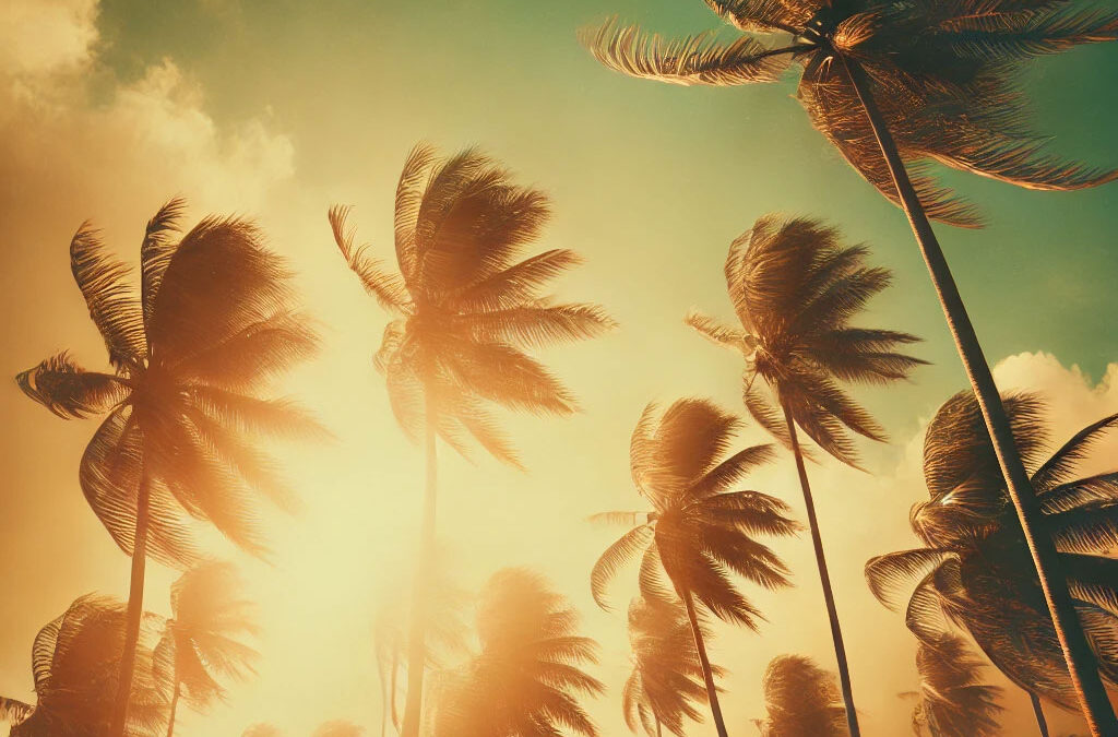 Album cover art of palm trees for Amber Horizon